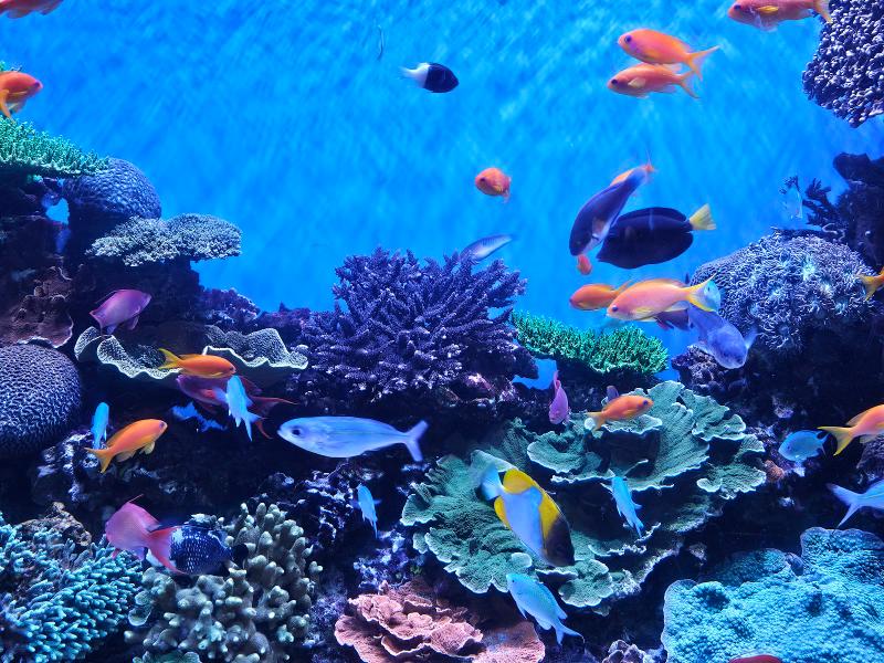 Monterey Bay Aquarium: An Intimate Encounter with Oceanic Wonders