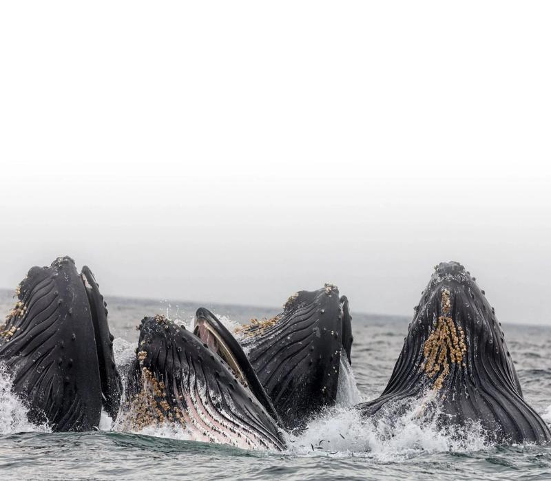 Whale & Bear Watching
