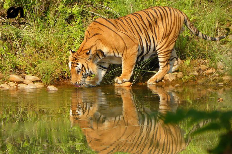 Bardia National Park
