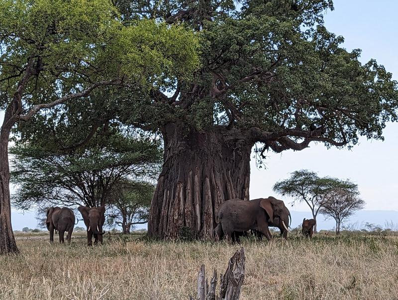 Tarangire Game Drive