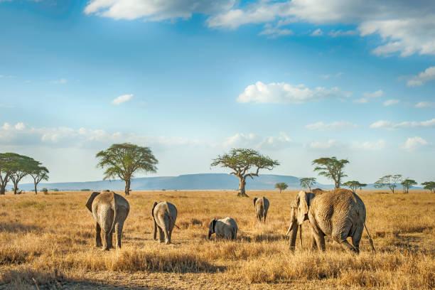 Game Drives & The Great Migration