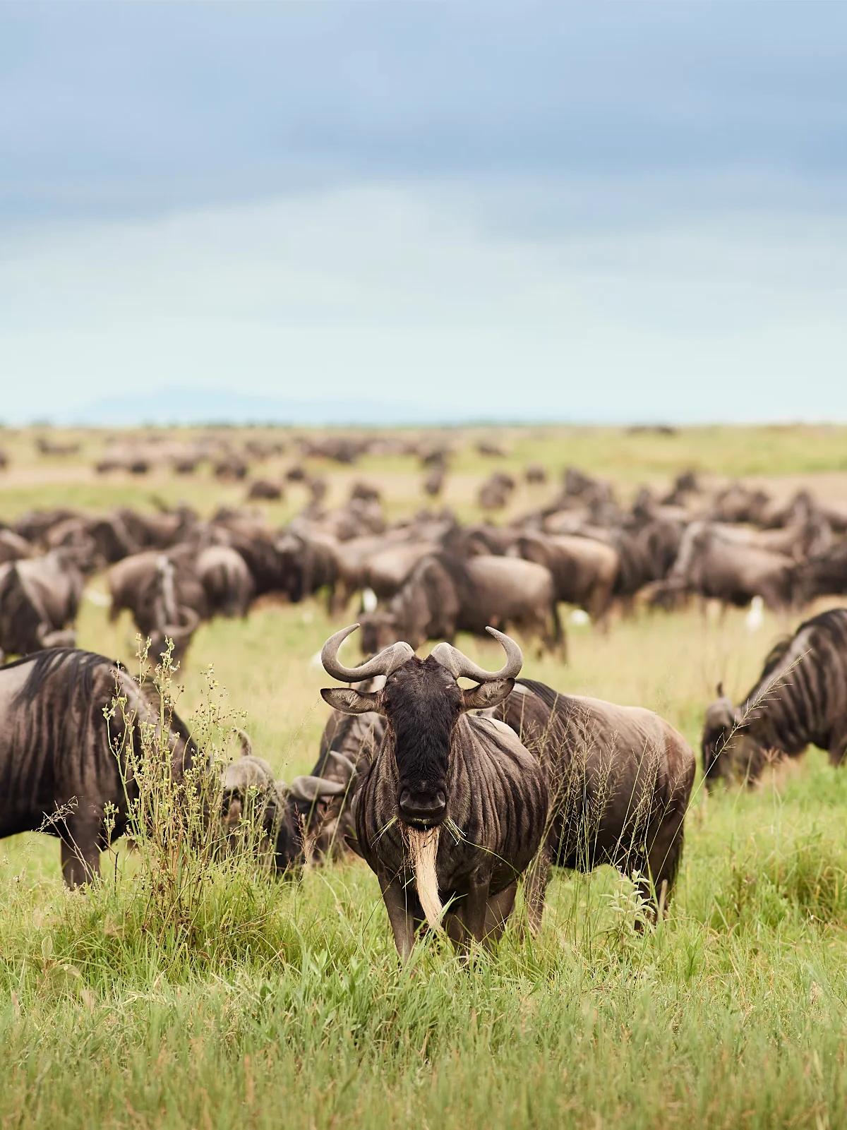 Luxury Biking Safari & Migration