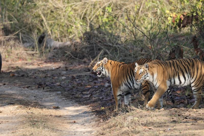 Bardia National Park